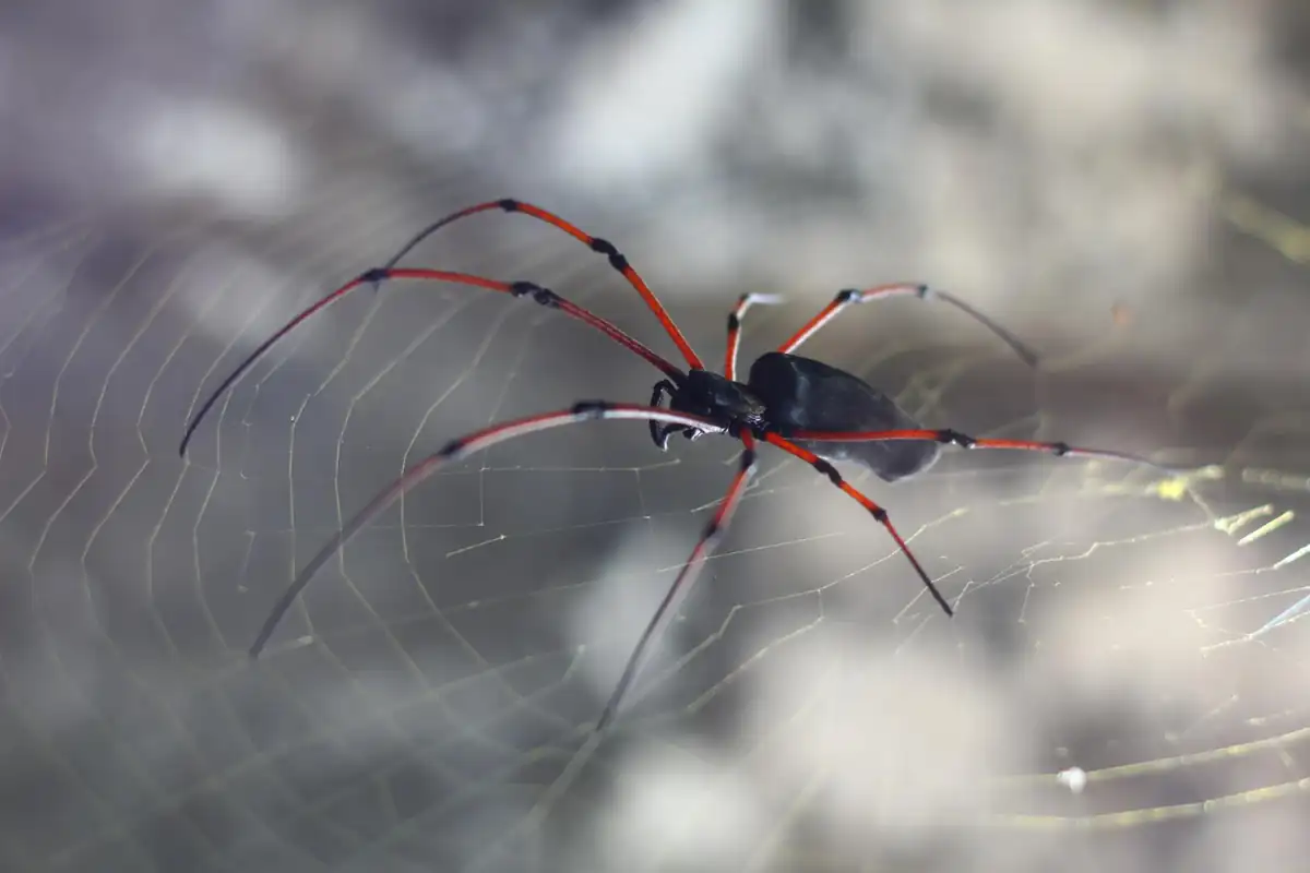 Ragni rossi sui muri: il trucco dell'acqua e aceto per allontanarli subito senza schiacciarli