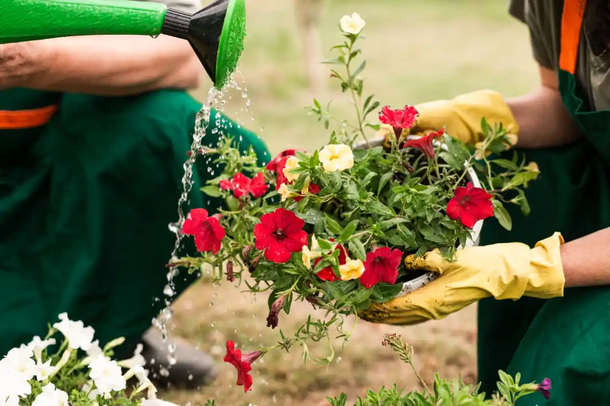 Allarme piante che muoiono: l'errore di giardinaggio che tutti stanno facendo (e come evitarlo subito)